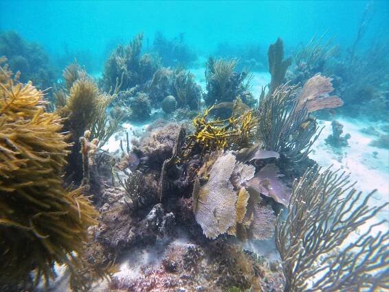 View of a coral reef in La Parguera, Lajas, Puerto Rico