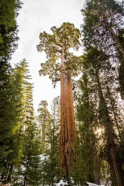 Zimní les v Sequoia National Park, Spojené státy americké — Stock obrázek