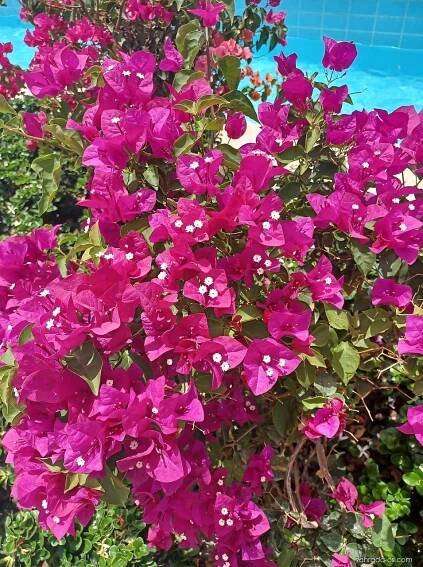 Bugenvilea (Bougainvillea)