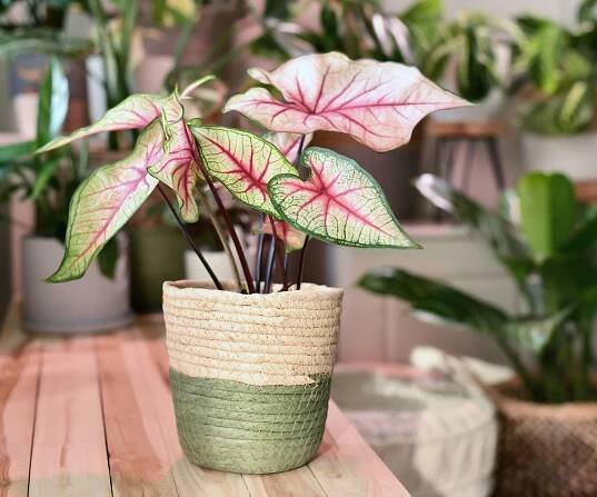 Potted 'Caladium White Queen' plant with white leaves and pink veins in basket on wooden table