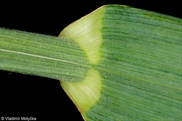 fotografický klíč k určování cévnatých rostlin :: BOTANICKÁ FOTOGALERIE
