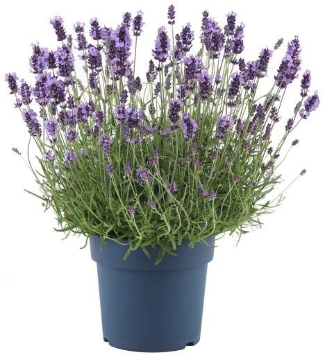 Grow by OBI Levandule Felice Premium Provence, pr. cca 15 cm