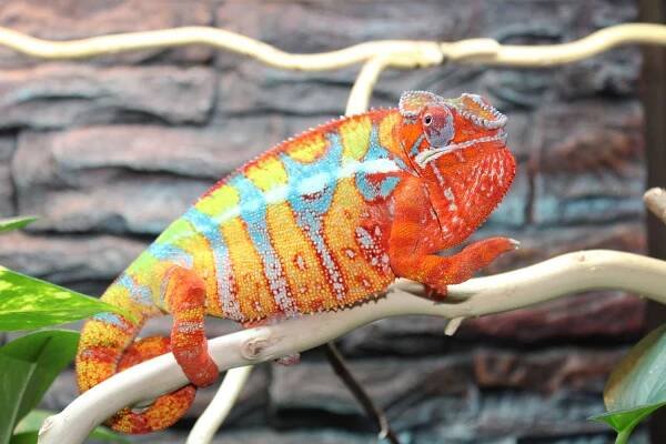 Panther Chameleons for sale