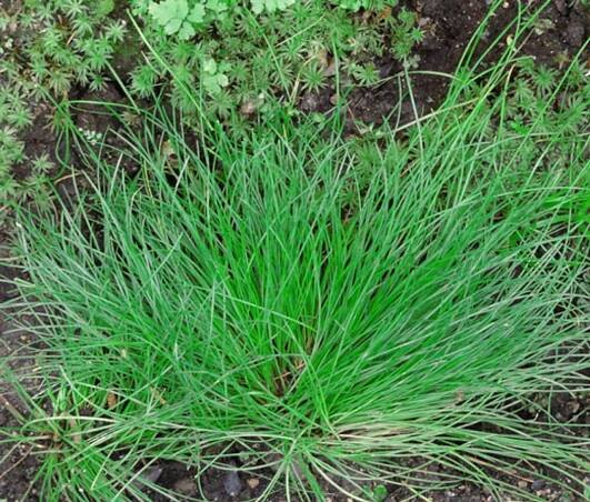 Fiber Optic Grass Isolepis Cernua Seeds