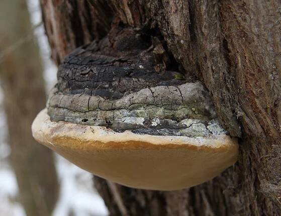 Ohňovec brázditý ( Phellinus linteus )