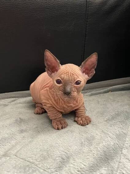 Tairi - kočička plemene Donský Sphynx
