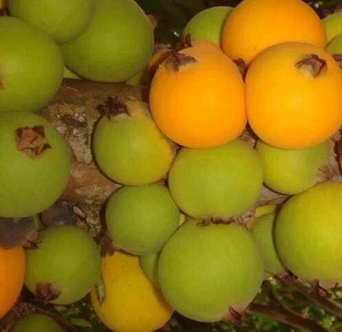jaboticaba-clousa