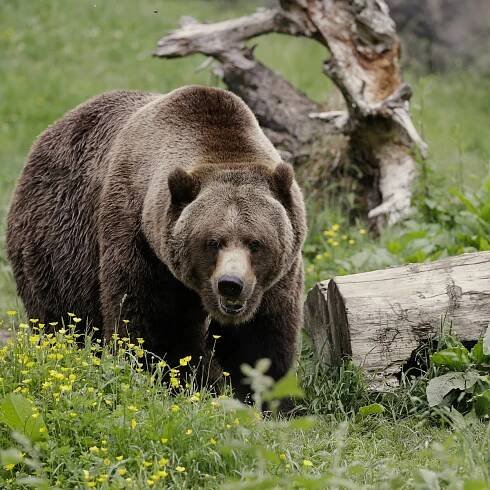 The U.S. planned to restore grizzlies to the North Cascades. Trump’s return brings uncertainty to that plan
