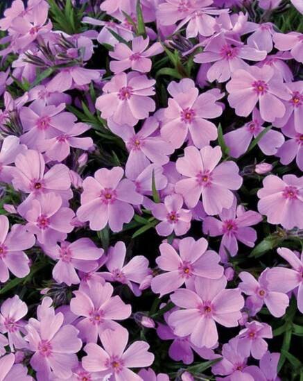 Sandy Soil Tolerant Phlox subulata Ronsdorfer Beauty #SandySoil #SandySoilGroundCovers #Gardening #GroundCoversForSandySoil #SandySoilSolutions #Landscaping 