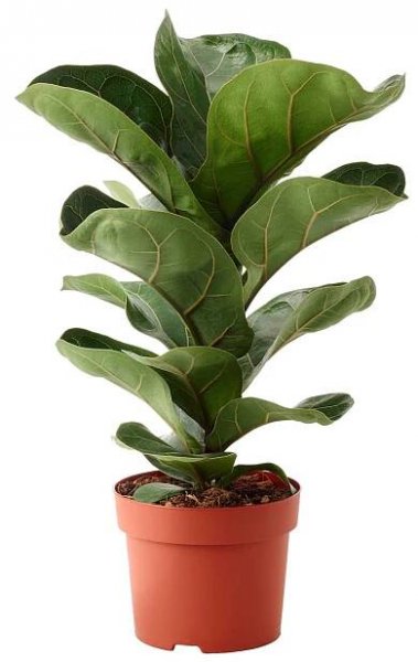 Fiddle Leaf Fig Plant
