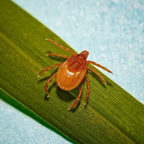 A tick awaits a passing host on a blade of grass.