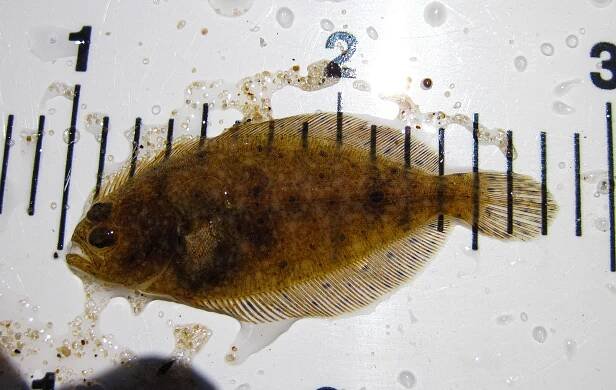 Seine Fish Survey — Save Coastal Wildlife
