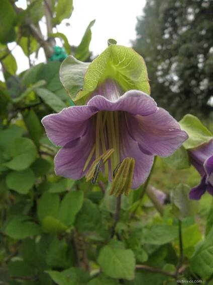 Vilec šplhavý (Cobaea scandens)