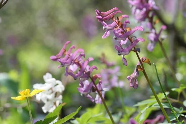 Schmetterlinge - „Natur im Garten“