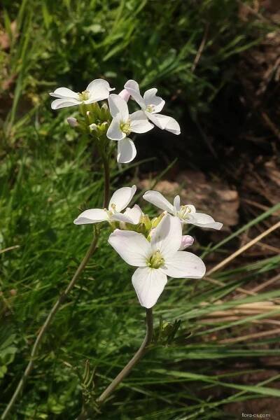 Řeřišnice luční (Cardamine pratensis)