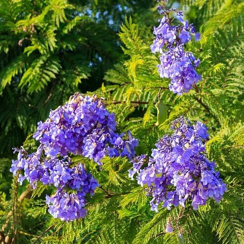 Žakaranda mimózolistá - Jacaranda mimosifolia - semena žakarandy - 6 ks