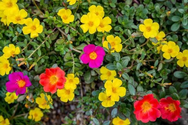 Moss Rose: Care & Growing Guide