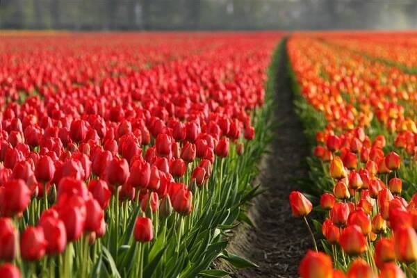  - HOLANDSKO - VELIKONOCE A TULIPÁNY