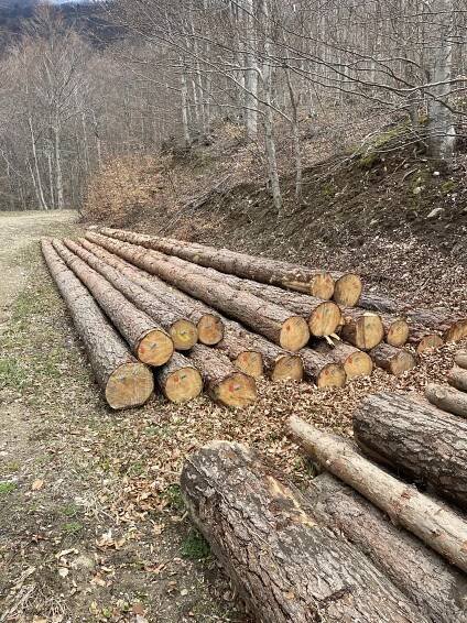 Gallery - BIONRGWOOD