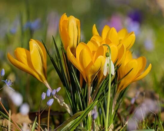 Krokus Květiny Žluté Květy - Fotografie zdarma na Pixabay