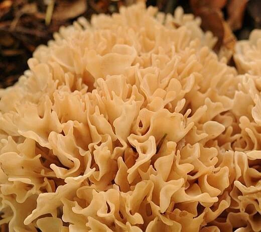 Sparassis nemecii