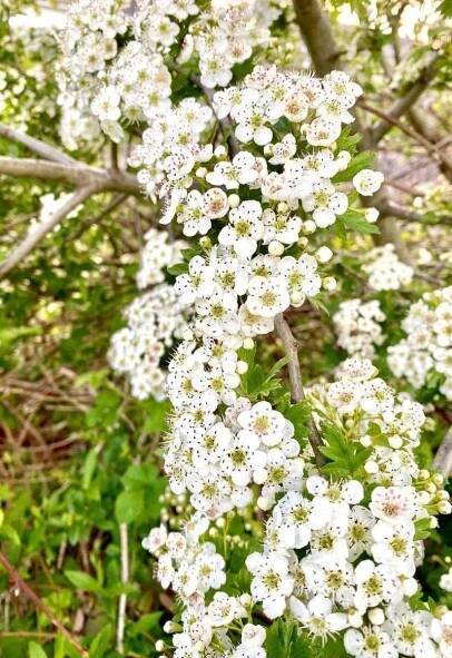 12 Show-Stopping White Flowering Shrubs for Your Garden 10