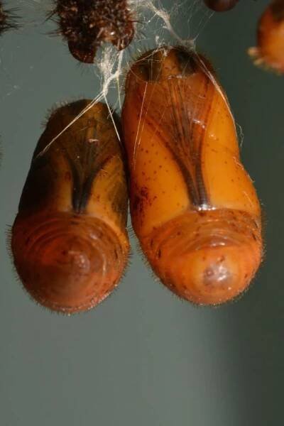 Previous Photo Contests – Entomological Society of Canada