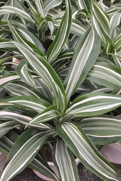 dracena voňavá
