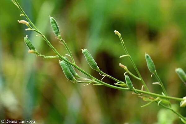 fotografický klíč k určování cévnatých rostlin :: BOTANICKÁ FOTOGALERIE
