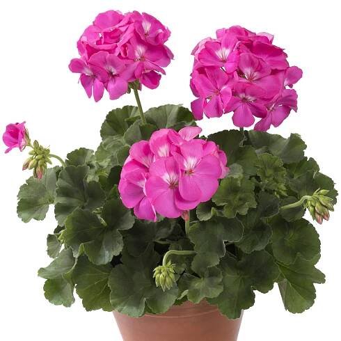 Pelargonium peltatum x zonale pac.®TWOinONE ´Pink´ , Muškát převislý, K7