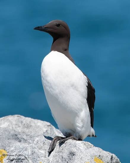 ALCIDS (Puffins, Murres, Razorbills, Guillemots) | Avian Fine Art