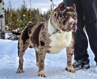 The Merle Coat: Acceptable in the American Bully Breed?