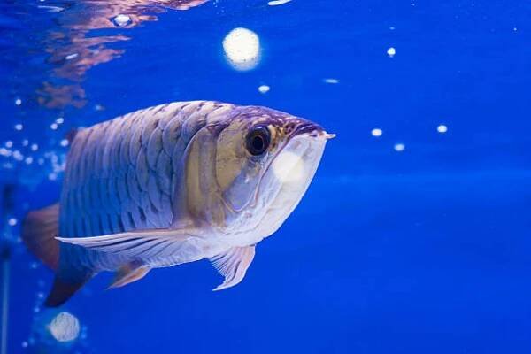 ryby arowana - osteoglossidae - stock snímky, obrázky a fotky