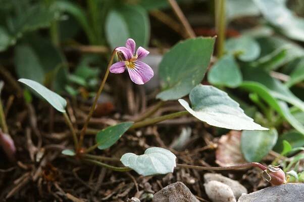 40007 Viola lition, with seedpod. (RHS 88C) (Currant Mt, NV. August 1999)