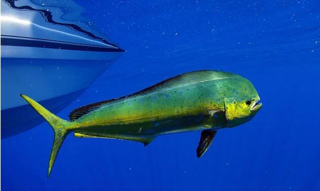 Mahi mahi or dolphinfish