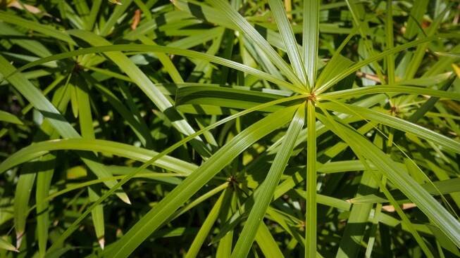 šáchor papírodárný (Cyperus papyrus)