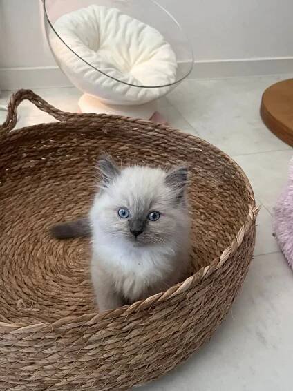 Koťátka Ragdoll s PP | iFauna.cz