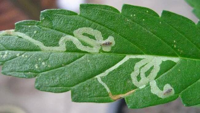 Nejčastější škůdci rostlin konopí: Nejčastější škodlivé organismy na rostlinách Cannabis: Leaf Miners na rostlině Cannabis