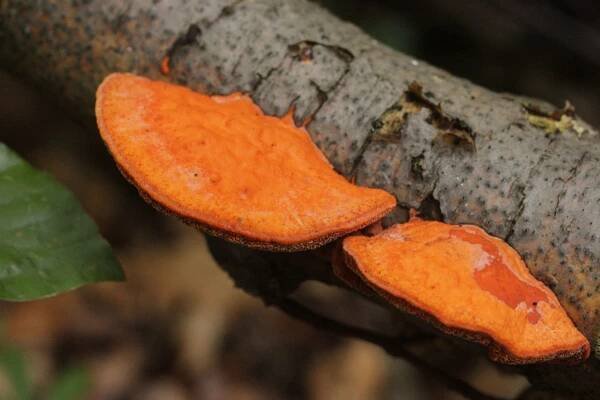Pycnoporus cinnabarinus: Nejlepší průvodce houbami