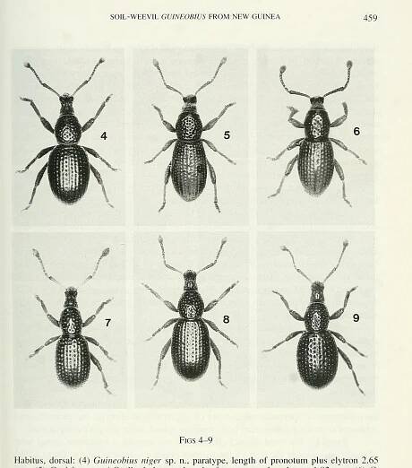 Australian Fauna Research Papers - Academia.edu