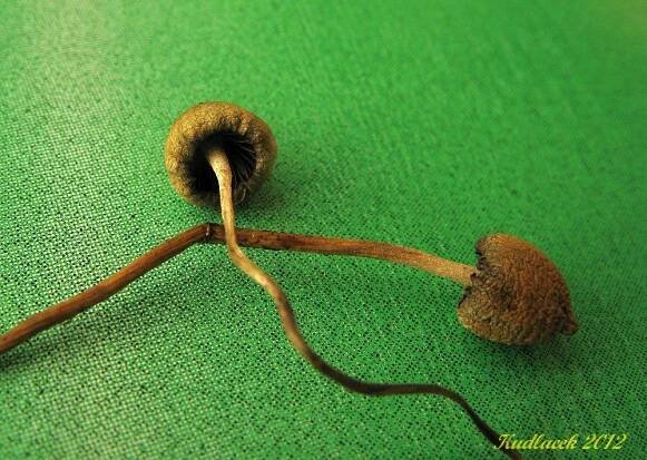Lysohlávka kopinatá - Psilocybe semilanceata - Kudluv fotoatlas hubKudluv fotoatlas hub