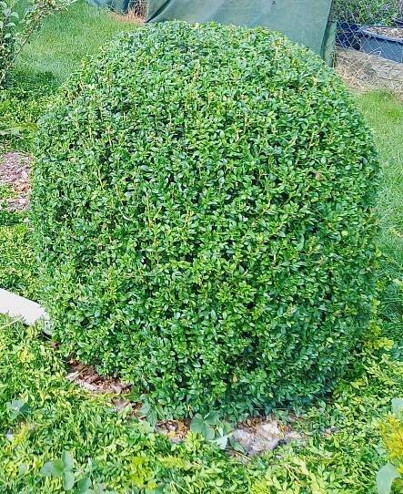 Buxus sempervirens – Okrasné a ovocné školky Svoboda