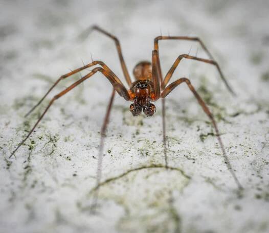 bezplatná Základová fotografie zdarma na téma anatomie pavoukovců, arachnofobie, arachnologie Základová fotografie