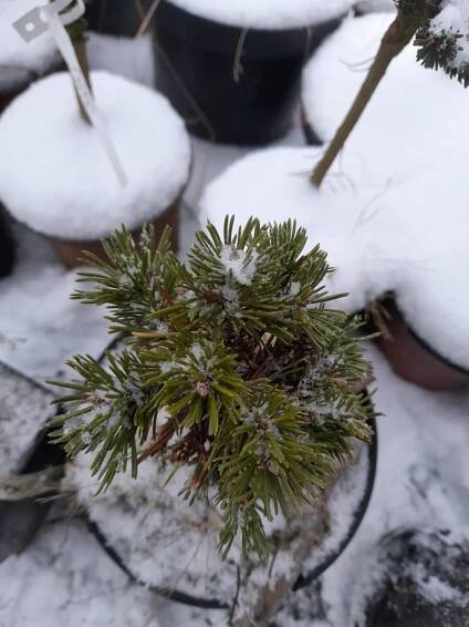 Prodej stromků Jihlava > Jehličnany mateční rostliny > Pinus-Borovice > Pinus Mugo "Bomba"