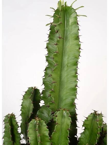 Pryšec výška cca 70 cm průměr květináče cca 19 cm Euphorbia eritrea nakoupit u OBI