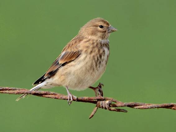 Female/immature male - ML45130901