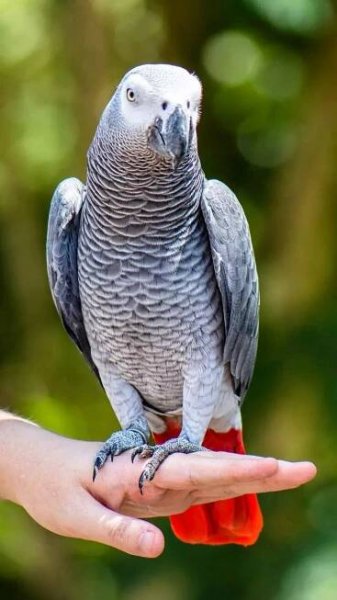 10 things to know before getting an African Grey Parrot as pet
