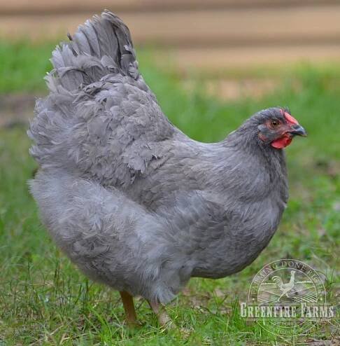 Greenfire Farms - All Breeds