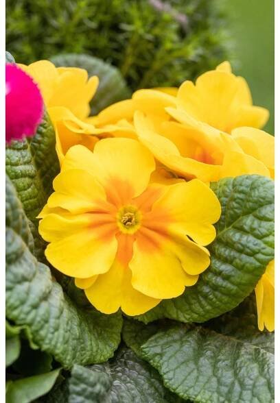 Landgard Prvosenka bezlodyžná (Primula acualis) různé barvy pr. cca 11 cm