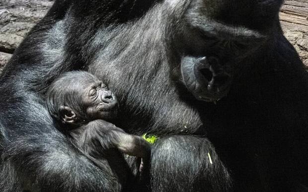 Galerie: OBRAZEM: Pražská zoo se pochlubila vnučkou slavné gorily Moji - Fotka 3 - Echo24.cz